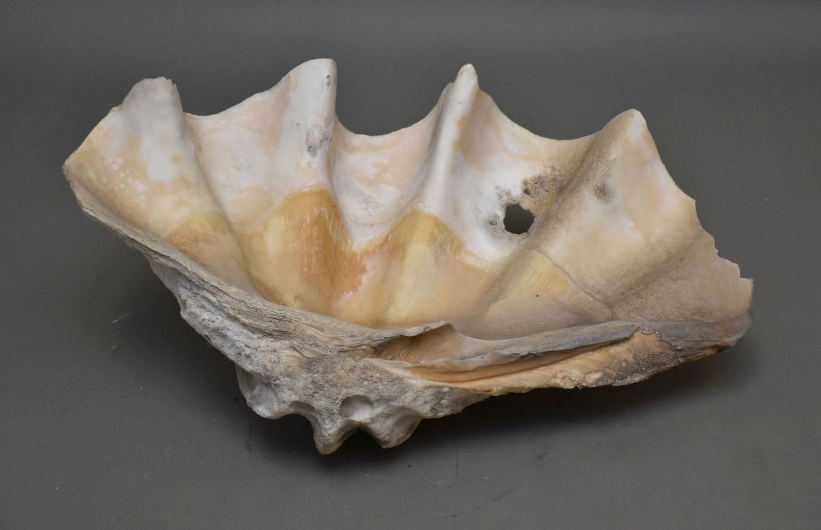 Large Clam Shell, Approx. 30"w (has hole) (1 of 5)