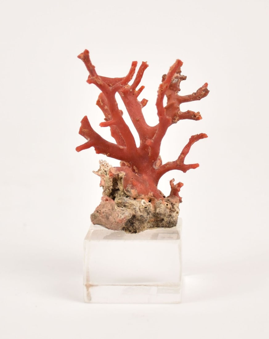 Antique Naples Natural Red Coral Branch from Naples, Italy Mounted on Lucite Base, Measures 4.75 X 3: Antique Naples Natural Red Coral Branch from Naples, Italy Mounted on Lucite Base, Measures 4.75 X 3 In. With