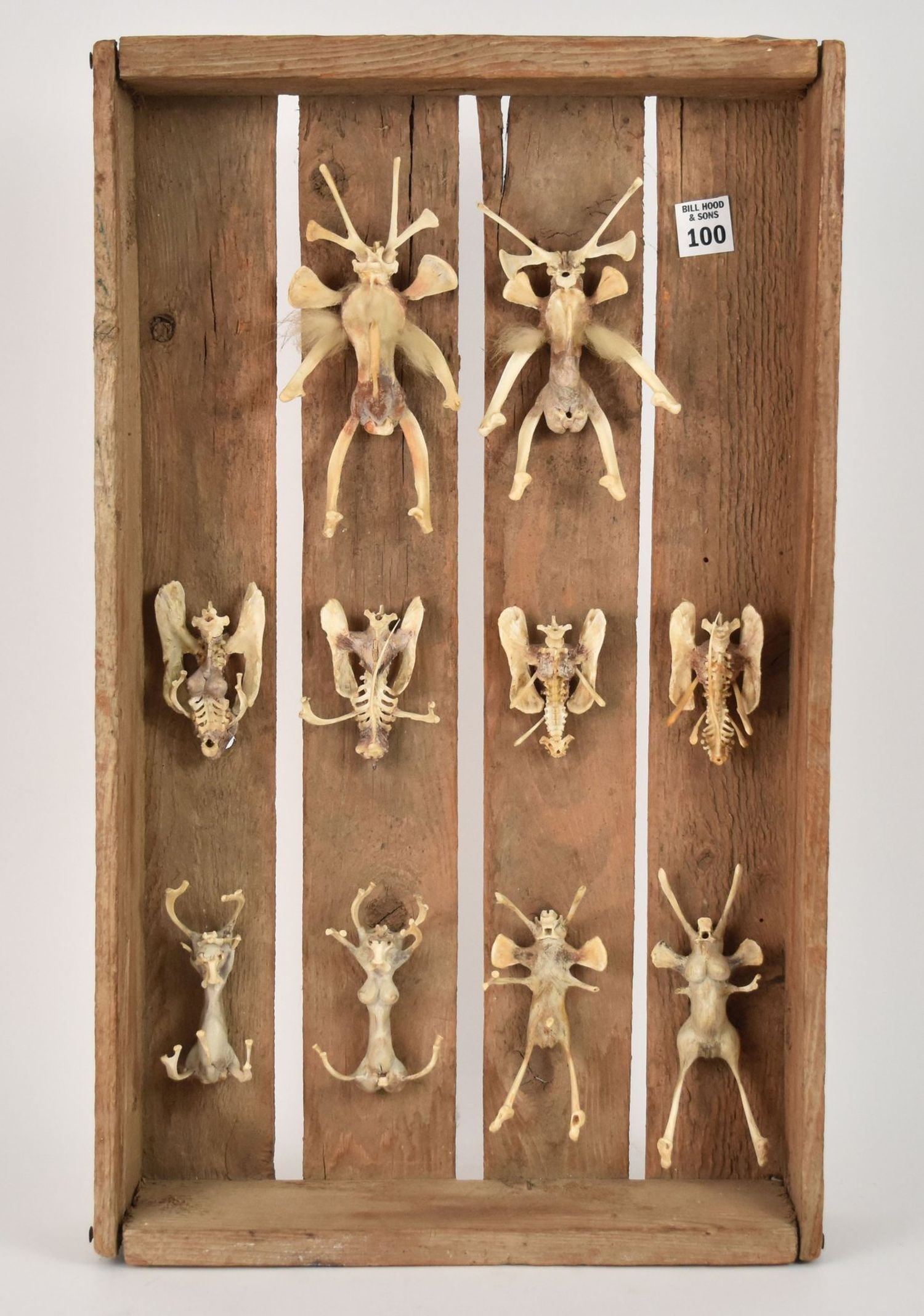 "Ode to Nabokov" 2007 by Suzanne Hagerstrom - art piece consisting of mounted bone and organic: "Ode to Nabokov" 2007 by Suzanne Hagerstrom - art piece consisting of mounted bone and organic material, depicting animals and other mythical creatures and critters. Sculptures and figurines by the Ne