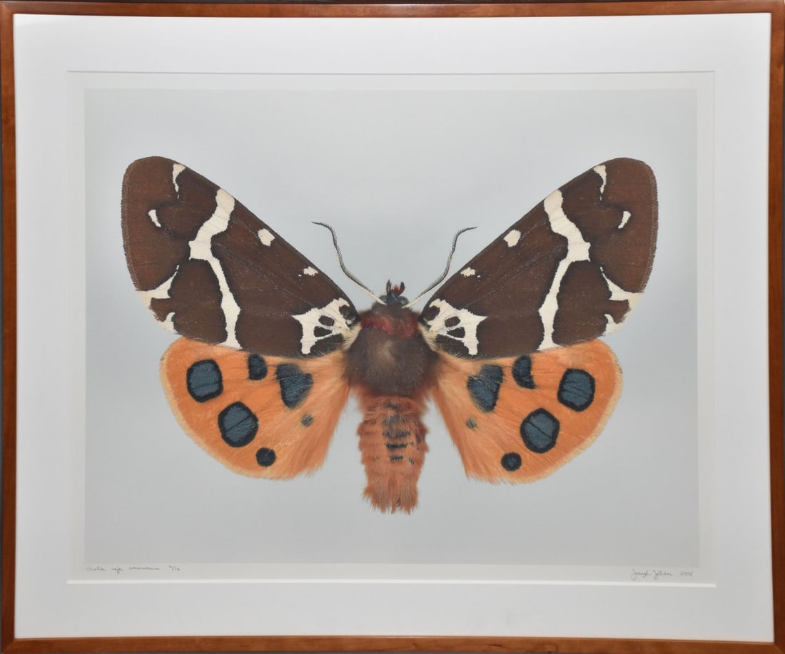 Dr. Joseph Scheer (German/American, B. 1958)  Digital print on heavy watercolor paper, Arctia caja (1 of 5)