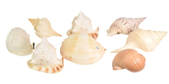 8 Giant Seashells, Queen Helmet, 2 King Helmets, Fl. Horse Conch, Triton's Trumpet, Giant Tun