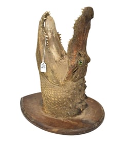 Old Mounted Alligator Head, 20"h x 17"w (Very As Is)