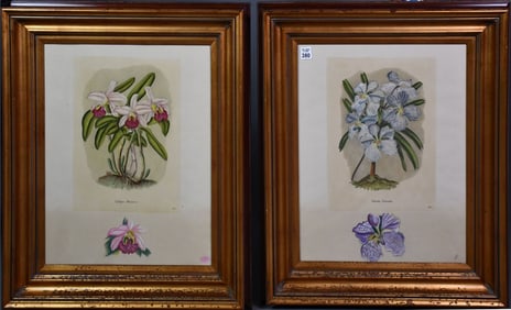 Pair of Antique Botanical Engravings with hand painted flower in margins. 19 x 15-1/2 sight size