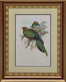 Three colorful bird engravings by John Gould. Image size 21 x 14 inches. Overall frame size 33 x 26