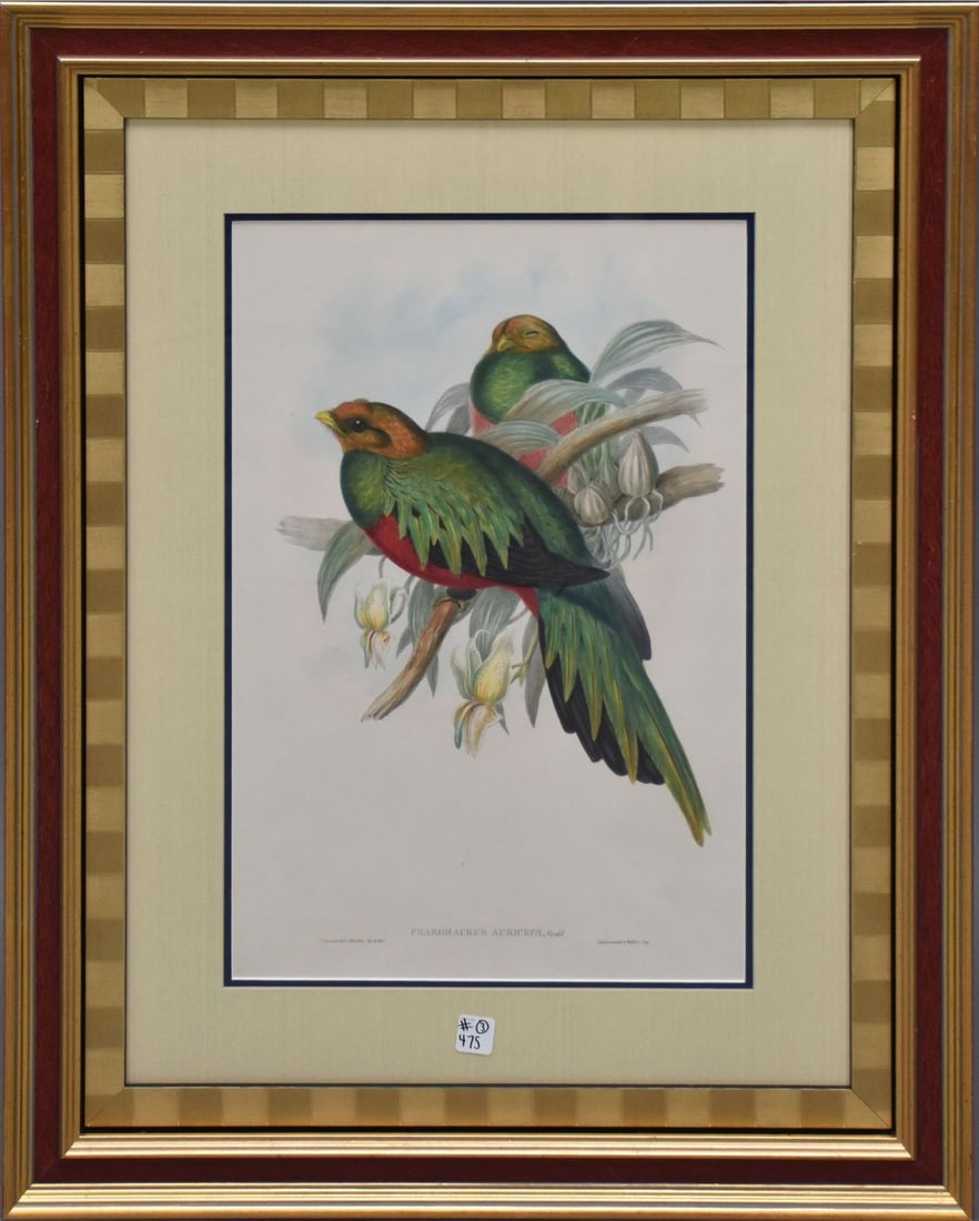 Three colorful bird engravings by John Gould. Image size 21 x 14 inches. Overall frame size 33 x 26 (1 of 14)