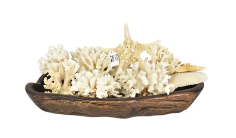 Wood Bowl With Assorted Shell Collection