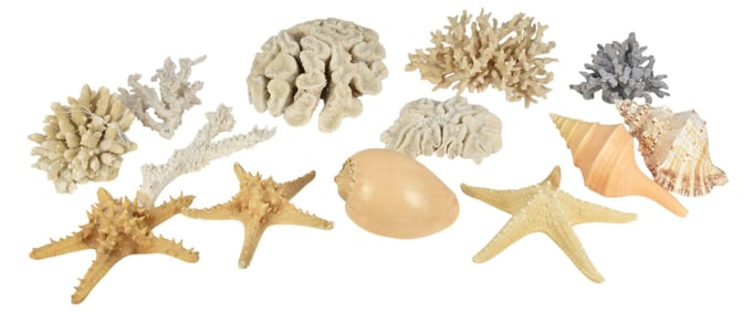 13 Assorted Shells & Coral (some breaks to coral)