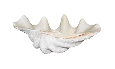 Large Natural Sea Scallop Shell