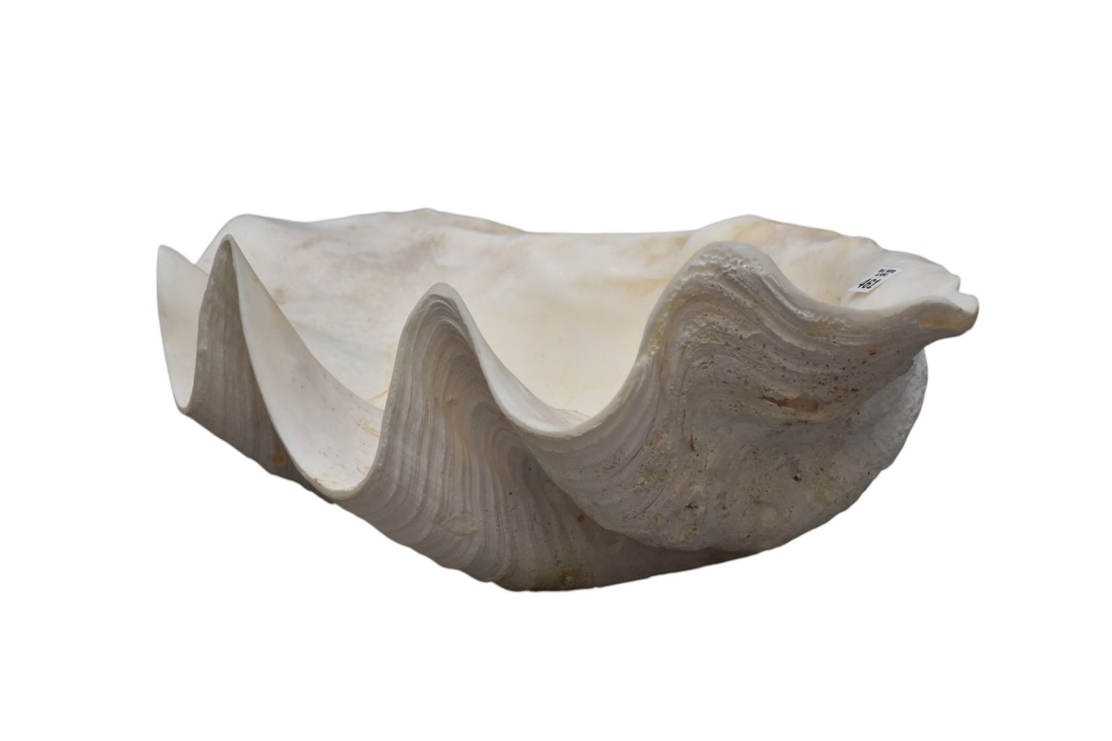 Large Natural Sea Scallop Shell (1 of 7)