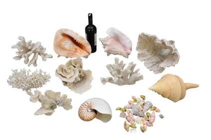 Large Lot of Coral & Shells