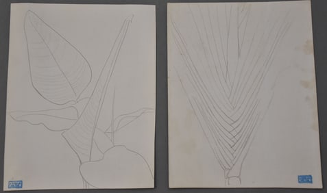 Frank Stella (Am. b. 1936) 2 Pencil drawing Studies of plants. With estate stampes, one is 5-1/4 x