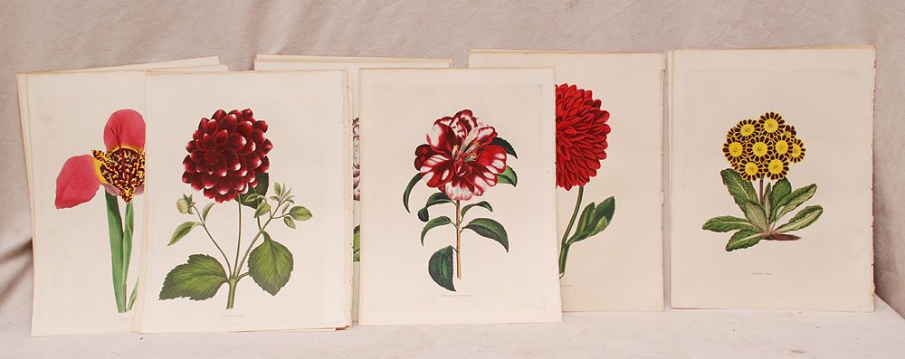 25 Pieces sold together: hand colored engravings of fl: 25 Pieces sold together: hand colored engravings of flowers by Frederic Smith "The Florist Magazine" very rare large paper copy (only 15 copies printed on large paper) V- 9 1/4 X 12 ½