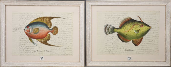 2 Colorful Fish Paintings on Antique Italian Documents in white washed frames. sheet size on both