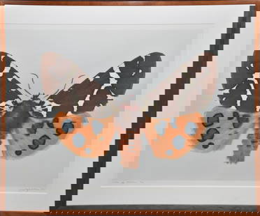 Dr. Joseph Scheer (German/American, B. 1958) Digital print on heavy watercolor paper, Arctia caja: Dr. Joseph Scheer (German/American, B. 1958) Digital print on heavy watercolor paper, Arctia caja Americana (Great Tiger Moth), 2001 Signed lower right, dated and numbered 6/10, 30” x 40”