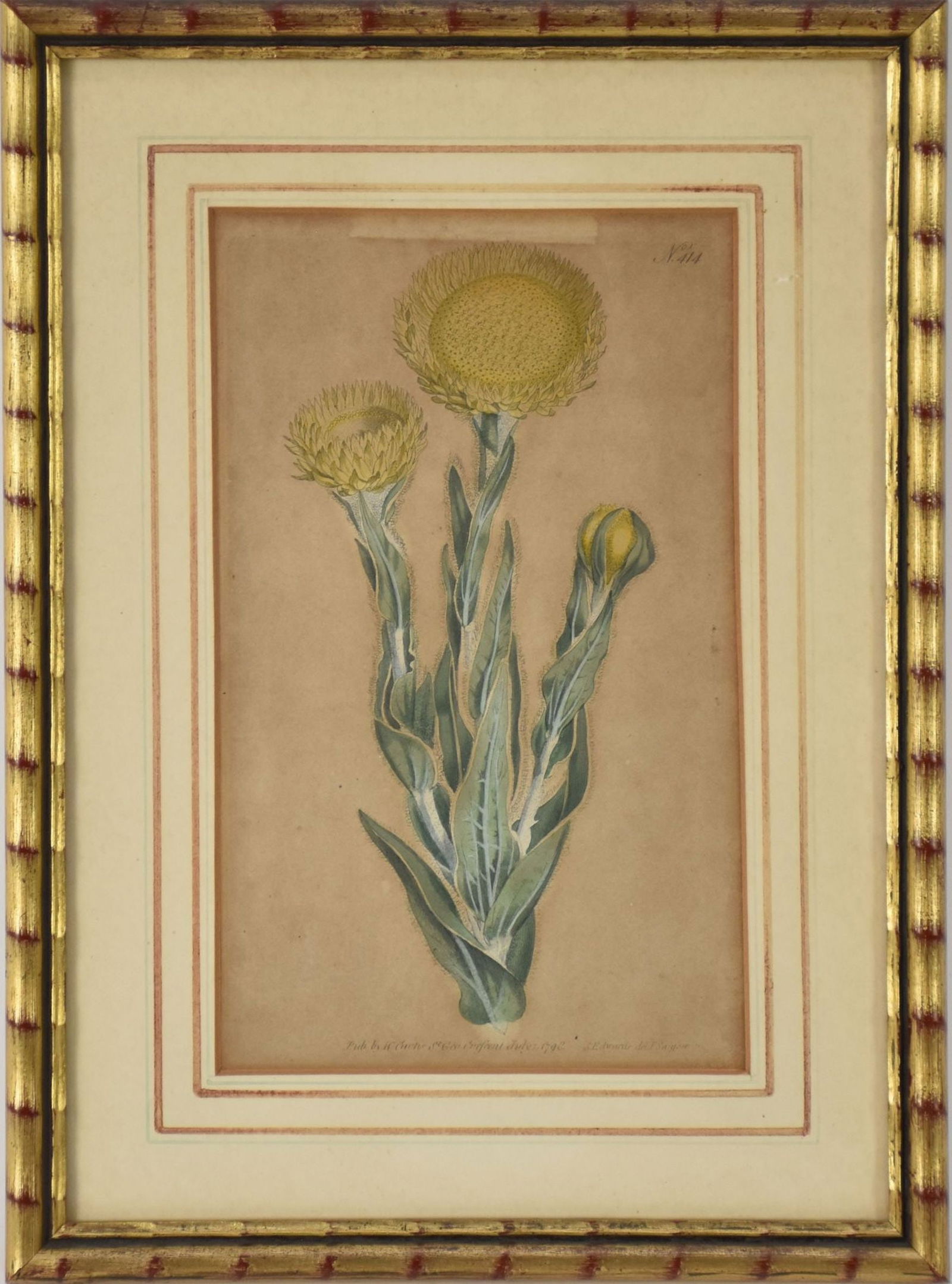 Color engraving of Sun Flower- Pub. by W. Curtis St. Geo Crefcent July 1 1798 S. Edwards del e (1 of 5)