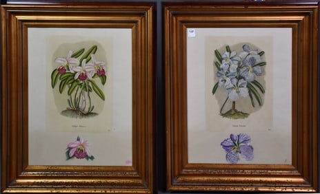 Pair of Antique Botanical Engravings with hand painted flower in margins. 19 x 15-1/2 sight size