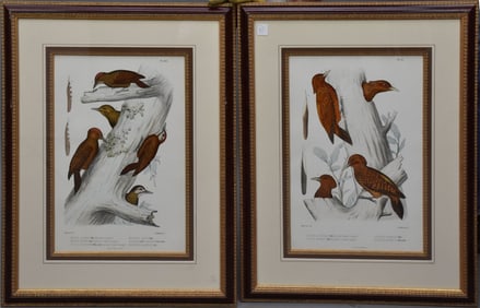 Pair woodpecker Lithographs Paris Compan Rousselet. Framed size