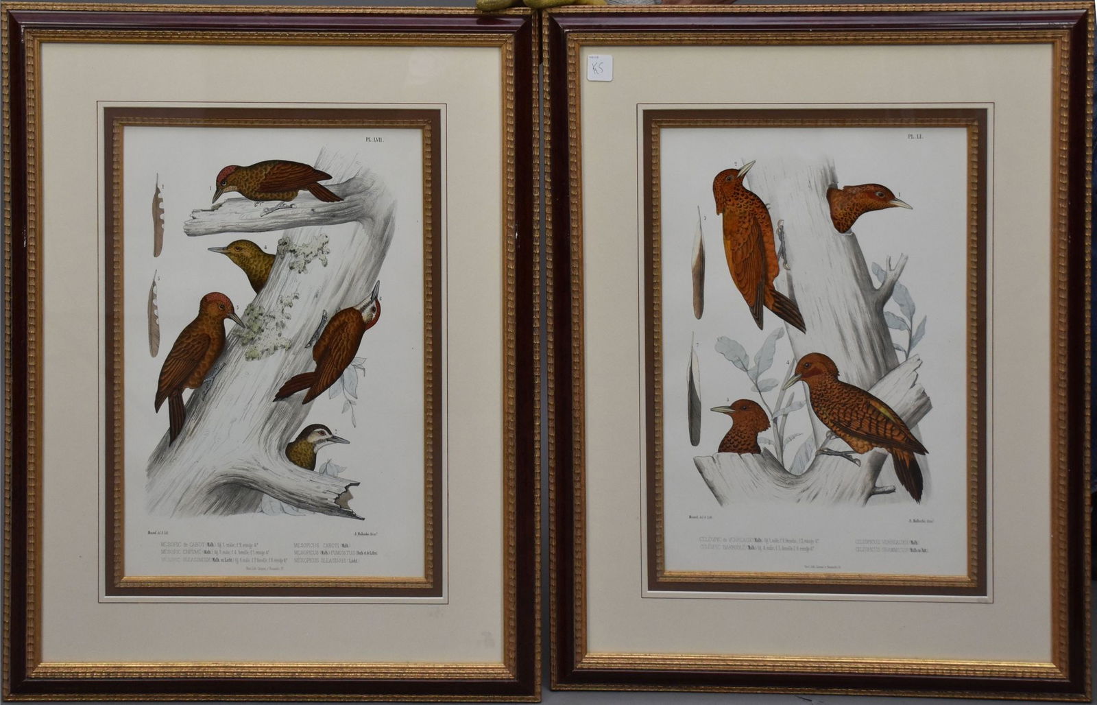 Pair woodpecker Lithographs Paris Compan Rousselet. Framed size 27" x 22" (1 of 7)