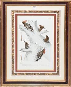 Decorative woodpecker print Paris, lith. Compan, r. Rousselet, Overall size 28" x 22"