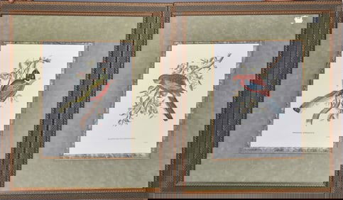 2 J&E Gould decorative bird prints, Trogon Ambiguus and Platycercus Pennantii with Beautiful matting