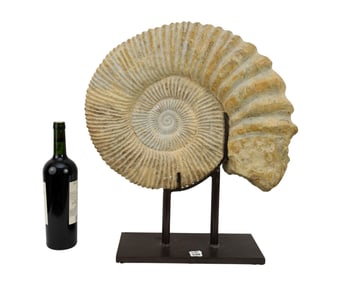 Ammonite Fossil on Custom Stand, 15"h x 19"w Fossil