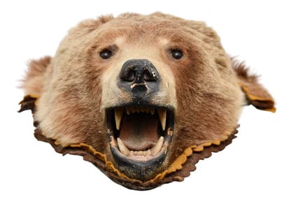 Taxidermy Bear Head, Possibly Grizzly, Knopp Bros. Spokane Washington Label, 8"H x 14" x 27"