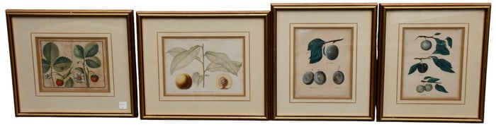 4 Antique colored fruit pictures. Including 1 18th Century engraving of Strawberries site size 7-1/2