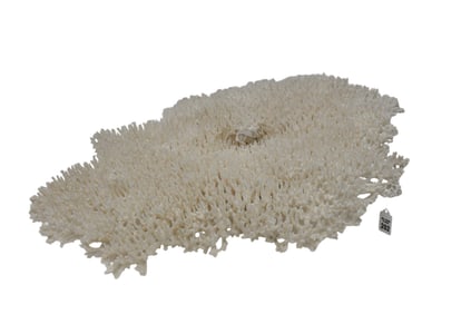 Monumental White Coral Specimen, 29" long x 25" wide x 10" high