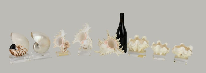 Grouping of 8 Seashells 7 on Acrylic bases consisting of (3 large murex shells largest including