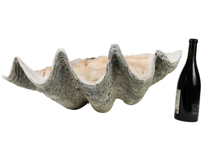 Giant "Tridacna Gigas" Clam Shell, 26" wide x 18" deep x 10" high, Weighs 75 LBS