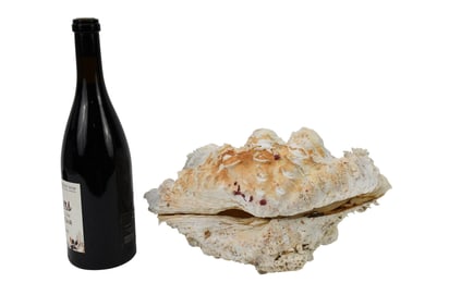 Pair of Tridacna Clam Shells, 12 L x 8 deep x 6.5 high