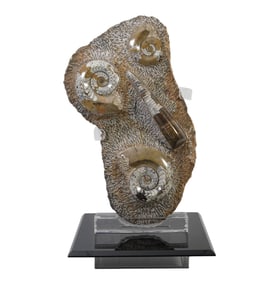 A Large Fossil Display Specimen, Goniatite & Orthoceras - Devonian period (c. 400-350 million years