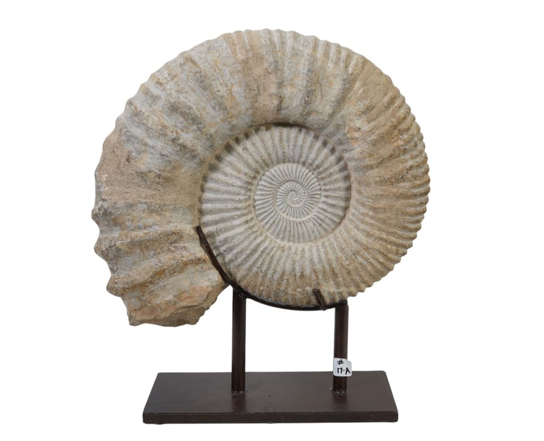 Very Large Ammonite Fossil on Custom Stand, Fossil dimensions 16" high x 18.5" wide x 4.75" deep: Very Large Ammonite Fossil on Custom Stand, Fossil dimensions 16" high x 18.5" wide x 4.75" deep