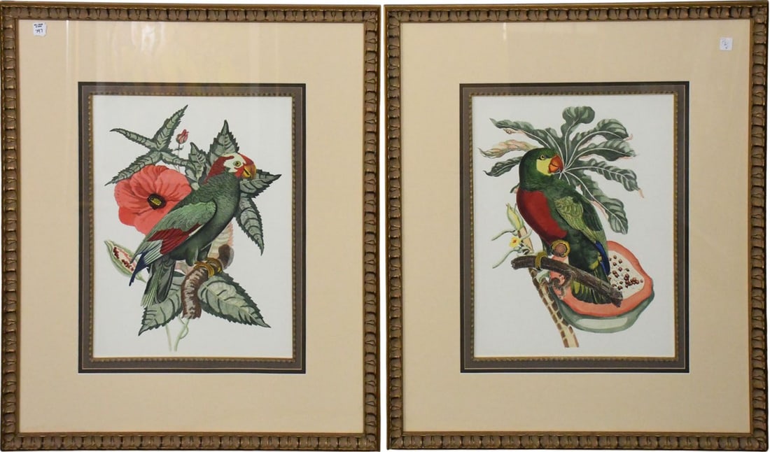 Pair Botanical Prints with Parrots. site size 21 x 17 inches, overall framed size 36 1/2 x 32 inches (1 of 5)