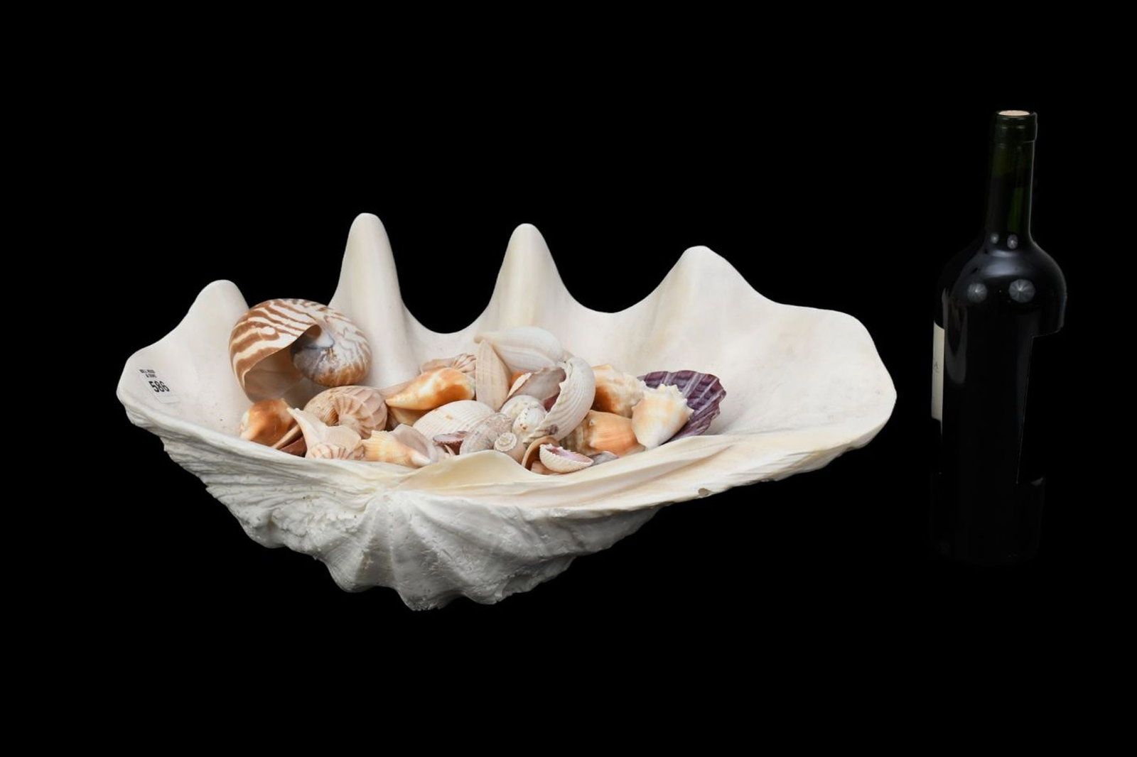 Large Clam Shell (Tridacna-Geigas) with Collection of Seashells, 8"h x 20"w x 12"d (1 of 4)
