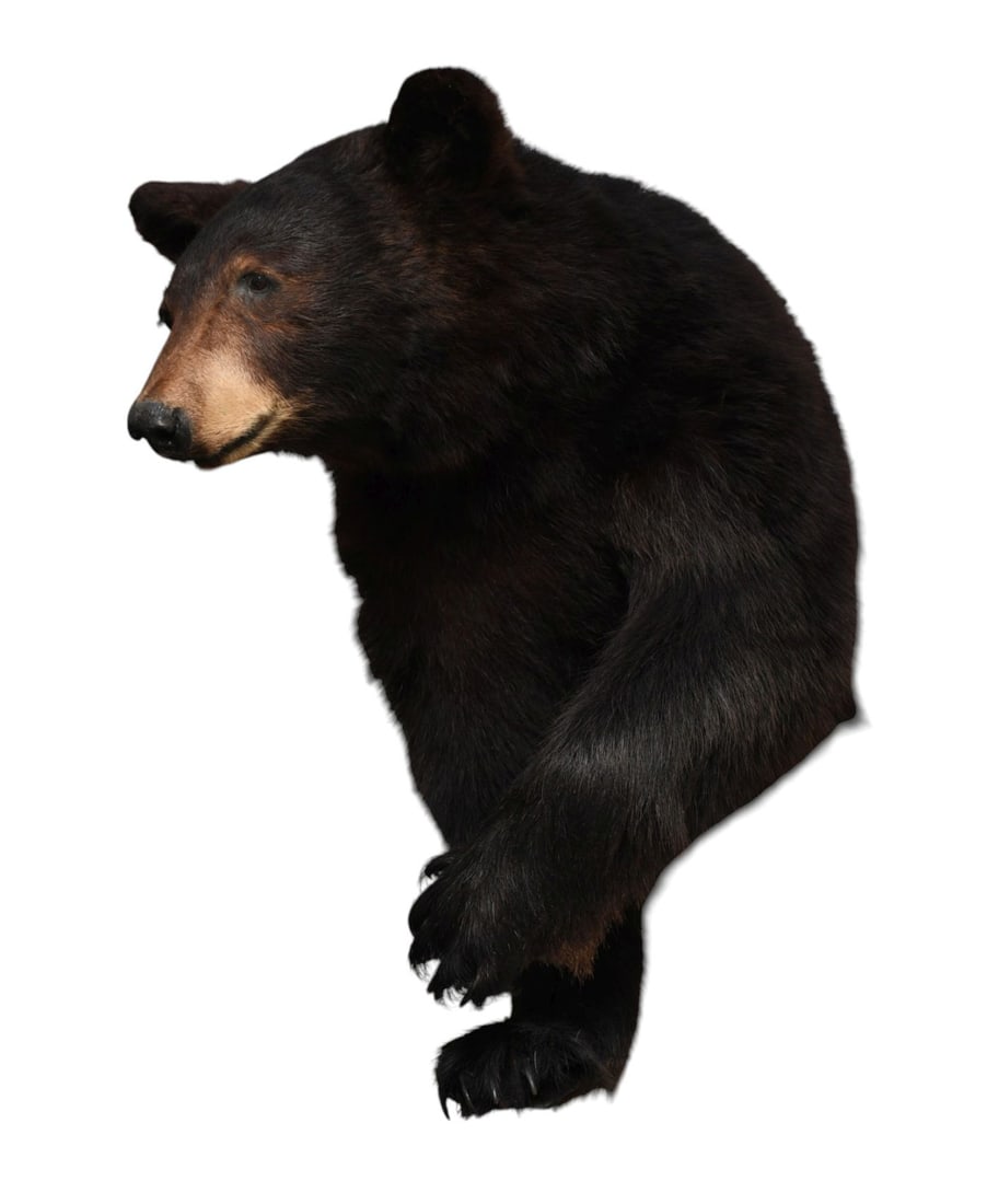 Mounted Black Bear, Label "Jeffrey Sweet Taxidermy Studio" 30"H (1 of 7)