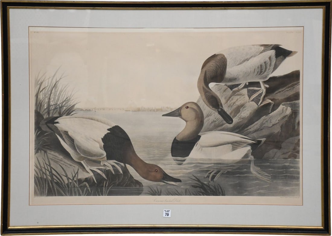 After John James Audubon (American, 1785-1851) "Canvas Backed Duck" Plate 301, later reproduction (1 of 10)