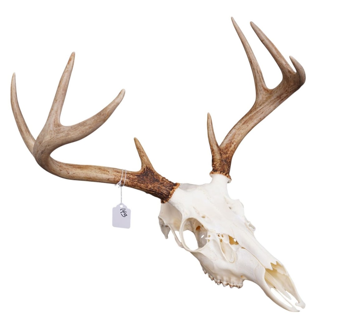 4 Point Deer Skull Antlers, 13"h x 16"w (1 of 4)