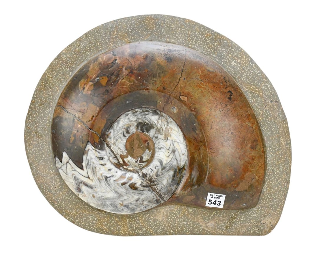 Large Polished Moroccan Ammonite Fossil, 50/150, 13"h x 16"w (1 of 5)