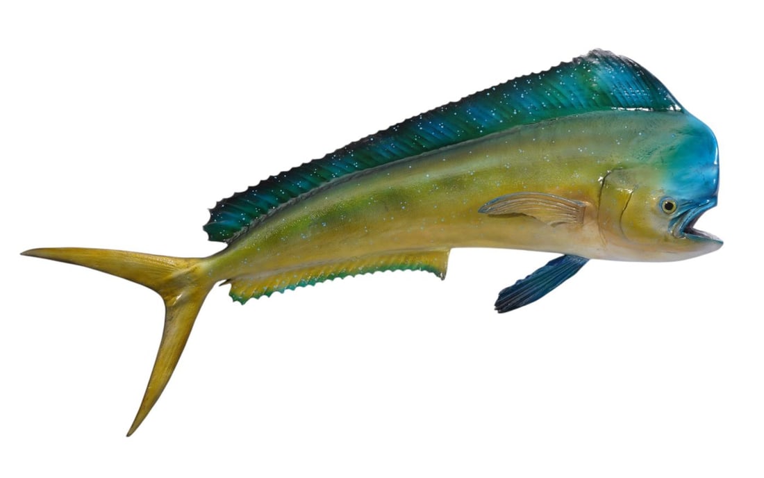Large Taxidermy "Dolphin" Wall Hanging, 20"h x 56"w x 8 1/2"d (1 of 5)