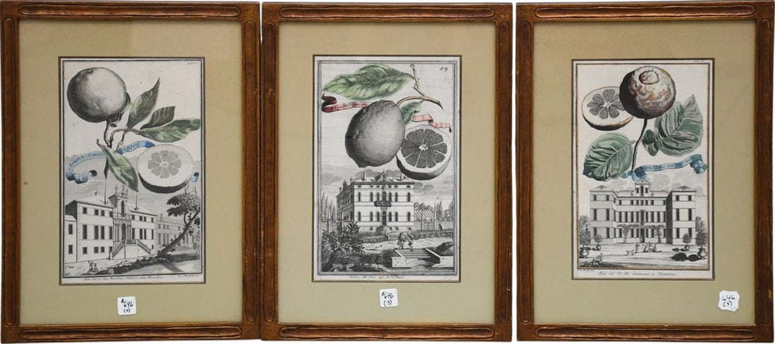3 Johann Christoph Volkamer Citrus and architecture Prints sight size 13" x 8" Overall Frame size: 3 Johann Christoph Volkamer Citrus and architecture Prints sight size 13" x 8" Overall Frame size 19.25" x 14.25"