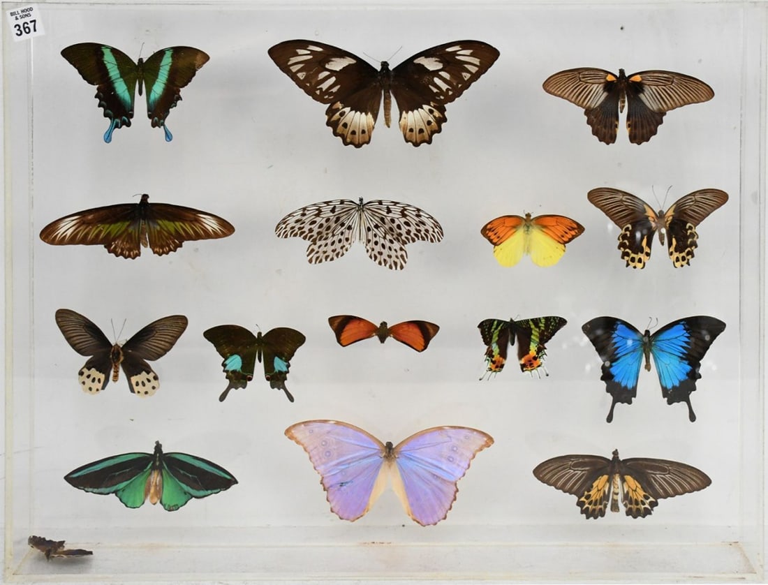 Acrylic Case Displaying 15 Mounted Butterfly Specimens, 18 1/2"h x 24 1/2"w (1 of 10)