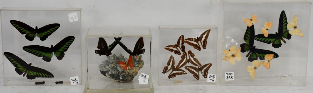 4 Acrylic Cases Displaying Butterfly Specimens, 10 1/2"h x 10"w x 2 3/4"d (1 of 9)