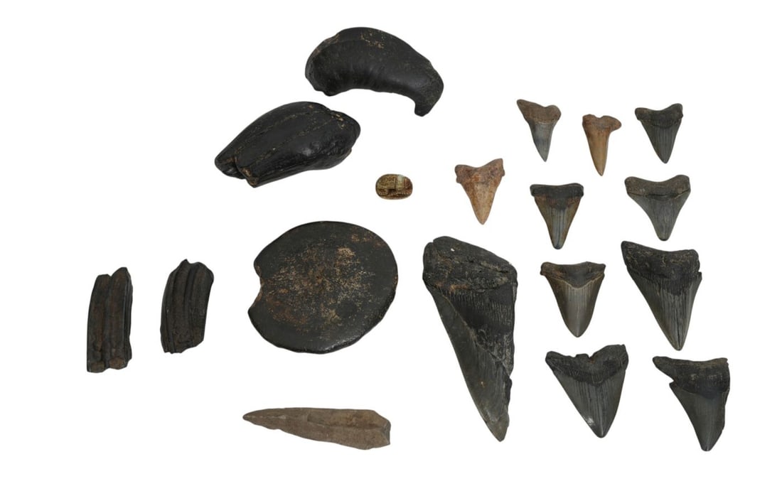 Grouping of Fossils, Shark Teeth, Whales Inner Ear, Horse Teeth, Megalodon Teeth and One Scarab, (1 of 11)