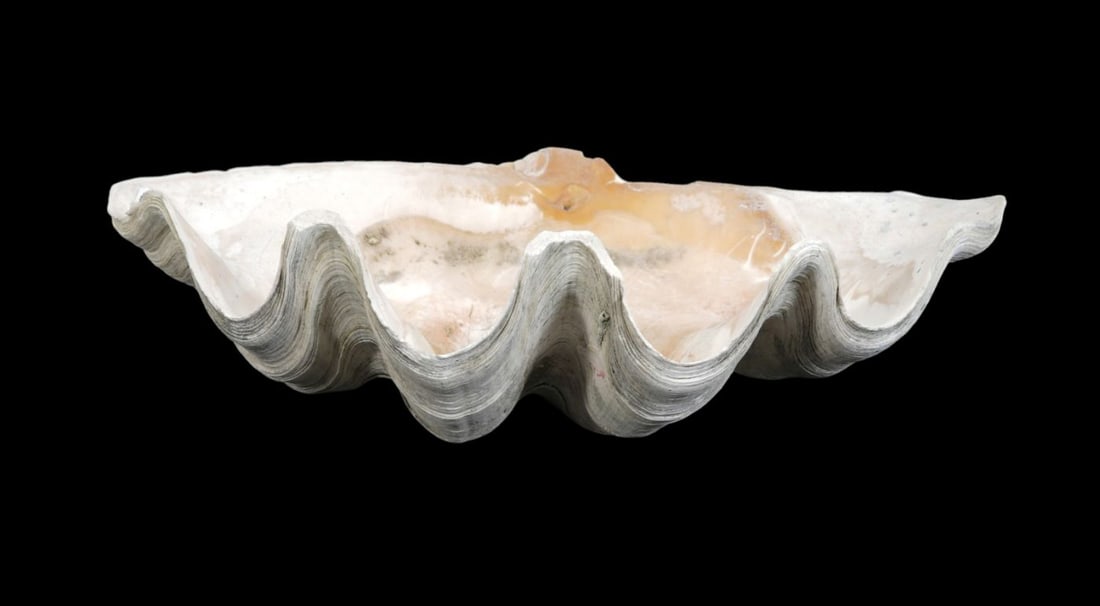 Giant Clam Shell Tridacna Gigas, 6"H x 20 12"w x 11"d (1 of 5)