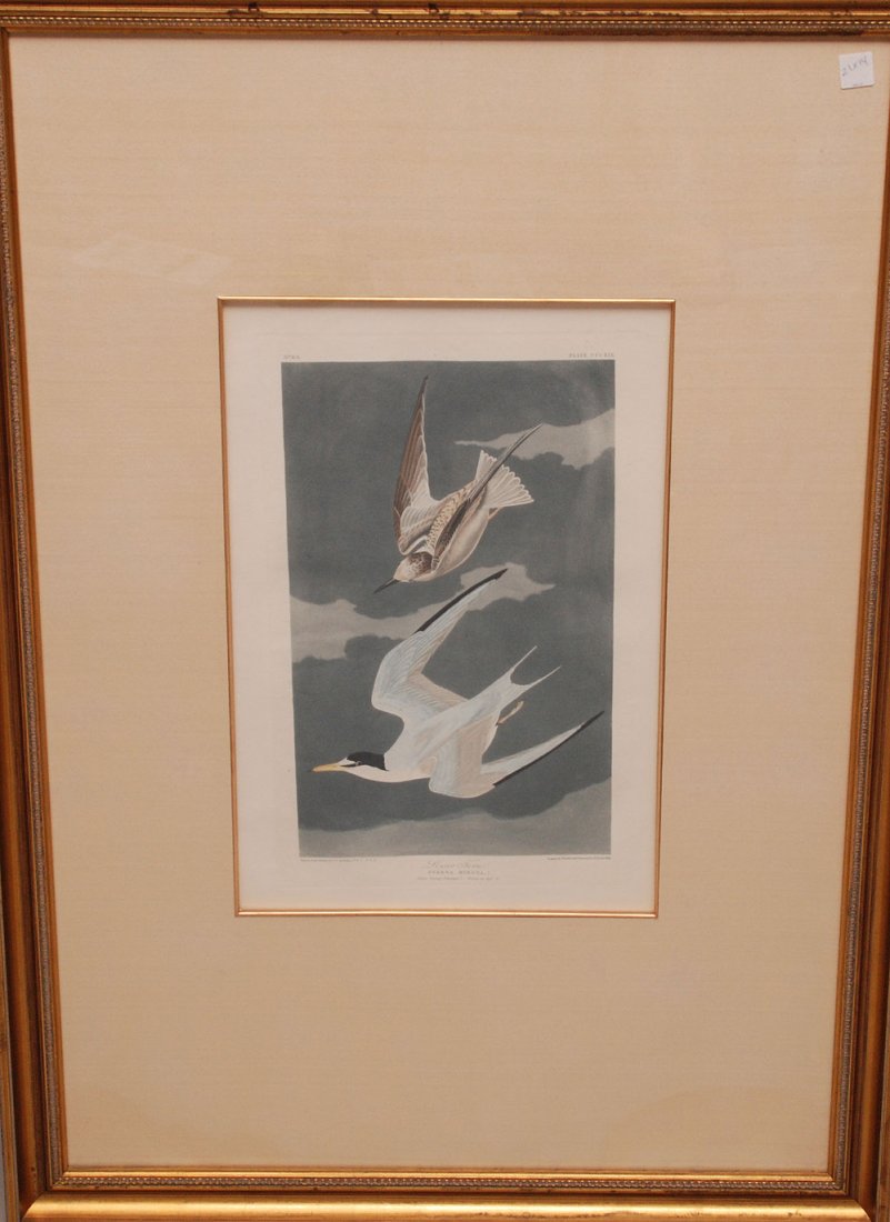 JOHN JAMES AUDUBON (American, 1785-1851) color: JOHN JAMES AUDUBON (American, 1785-1851) color Engraving, "Lesser Tern" Plate CCCXIX, 21" X 14" SIGHT ONLY, R.Havell London 1836, Condition: overall good, possibly cleaned