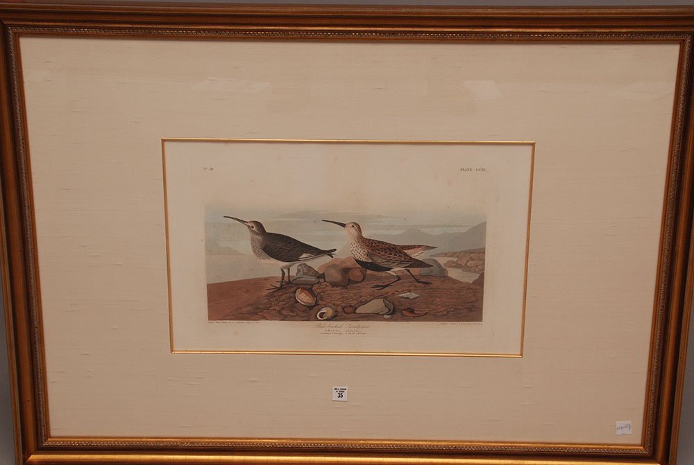 JOHN JAMES AUDUBON (American, 1785-1851) color: JOHN JAMES AUDUBON (American, 1785-1851) color Engraving, "Red backed Sandpiper" Plate CCXC, No.58, 14" X 23" SIGHT ONLY, R.Havell London 1835, Condition: overall good