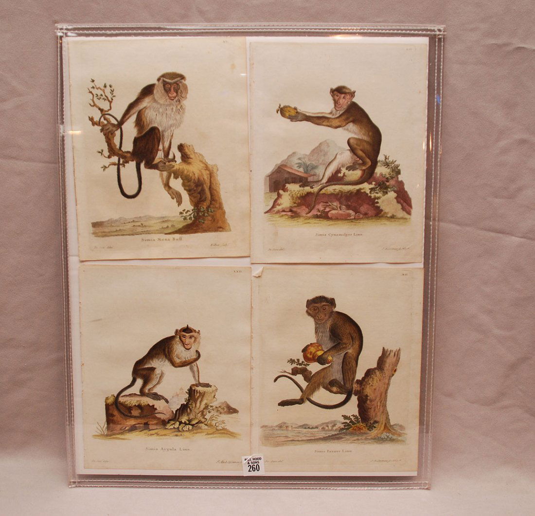 Group of 4 original engravings of monkeys by Schrieber,: Group of 4 original engravings of monkeys by Schrieber, 1774, Amsterdam (9 3/4" x 8") unframed