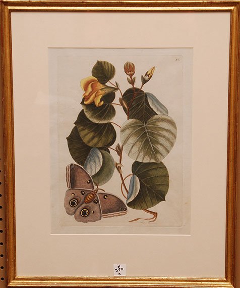 Mark Catesby (American/British 1682-1749), color: Mark Catesby (American/British 1682-1749), color engraving Hibiscus & butterfly, 13 3/4'' x 10''