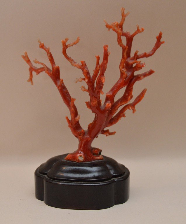 Antique Red Coral Mounted On A Mahogany Base.  Ht. 7 (1 of 2)